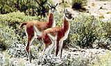 Guanaco