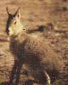 Patagonian hare